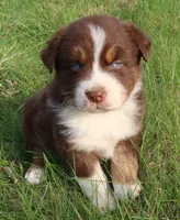 AKC Blue eyes Champion Line, a male Australian Shepherd for sale in Murfreesboro, TN – Photo 2 of 3
