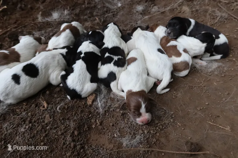 AKDA Karakachan Coming Soon – Karakachan puppy for sale in Murfreesboro, TN