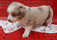 AKC Blue eyes, a male Australian Shepherd for sale in Murfreesboro, TN – Photo 2 of 3