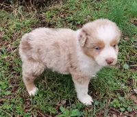 AKC Blue eyes, a male Australian Shepherd for sale in Murfreesboro, TN – Photo 3 of 3
