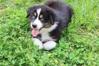 AKC ASCA Emerald's BLue eye, a male Australian Shepherd for sale in Murfreesboro, TN – Photo 1 of 3