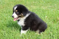 AKC ASCA Emerald's BLue eye, a male Australian Shepherd for sale in Murfreesboro, TN – Photo 3 of 3