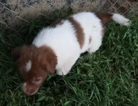 AKDA Karakachan, a male Karakachan for sale in Murfreesboro, TN – 2 of 5