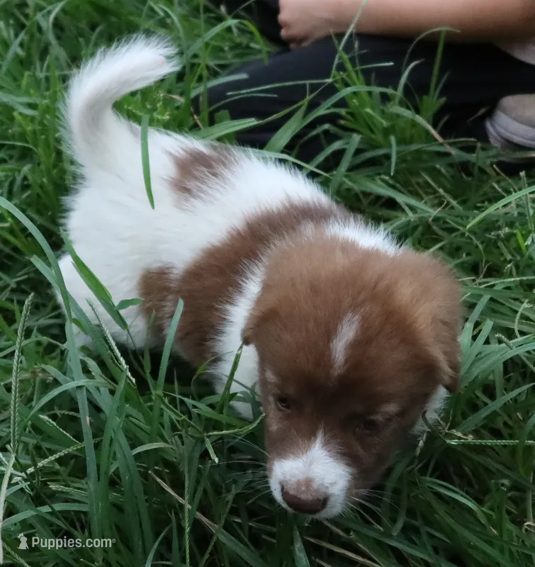 AKDA Karakachan – Karakachan puppy for sale in Murfreesboro, TN