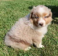 AKC Blue eyes Champion Line, a female Australian Shepherd for sale in Murfreesboro, TN – 4 of 6