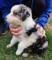 AKC Blue eyes, a female Australian Shepherd for sale in Murfreesboro, TN – Photo 2 of 3