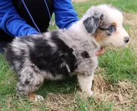 AKC Blue eyes, a female Australian Shepherd for sale in Murfreesboro, TN – Photo 3 of 3