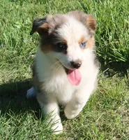 AKC Blue eyes Champion Line, a female Australian Shepherd for sale in Murfreesboro, TN – 2 of 7