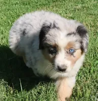 AKC Blue eyes Champion Line, a male Australian Shepherd for sale in Murfreesboro, TN – 1 of 5