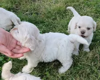 Hypoallergenic , Adorable Flufflball !, a male Bichon Frise and Cocker Spaniel for sale in Murfreesboro, TN – 2 of 3