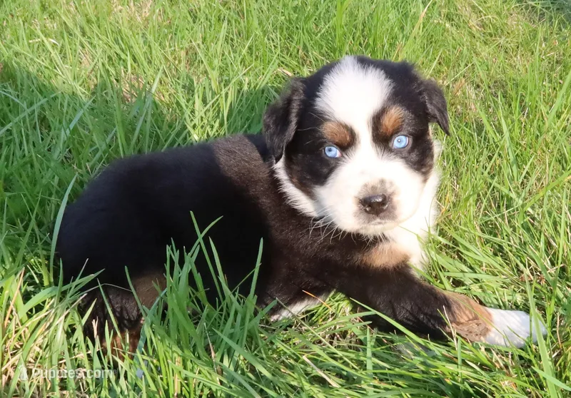 AKC Blue eyes Champion Line – Australian Shepherd puppy for sale in Murfreesboro, TN