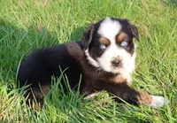 AKC Blue eyes Champion Line, a male Australian Shepherd for sale in Murfreesboro, TN – Photo 1 of 3