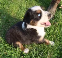 AKC Blue eyes Champion Line, a male Australian Shepherd for sale in Murfreesboro, TN – Photo 3 of 3
