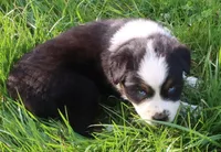 AKC Blue eyes Champion Line, a male Australian Shepherd for sale in Murfreesboro, TN – Photo 2 of 3