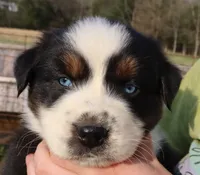 AKC Blue eyes Champion Line, a male Australian Shepherd for sale in Murfreesboro, TN – Photo 2 of 4