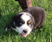 AKC Blue eyes Champion Line, a male Australian Shepherd for sale in Murfreesboro, TN – Photo 4 of 4