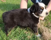AKC Blue eyes Champion Line, a male Australian Shepherd for sale in Murfreesboro, TN – Photo 3 of 4