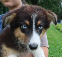 AKC Blue eyes Champion Line, a female Australian Shepherd for sale in Murfreesboro, TN – 2 of 3
