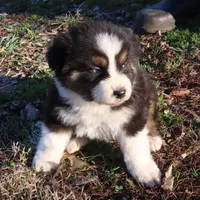 AKC Blue eyes Champion Line, a male Australian Shepherd for sale in Murfreesboro, TN – Photo 2 of 4