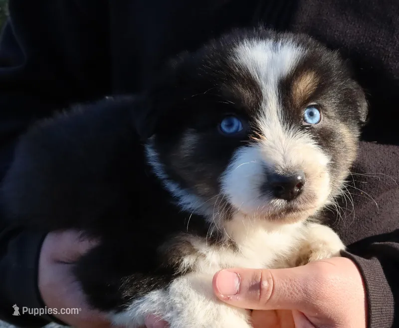 AKC Blue eyes Champion Line