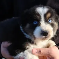 AKC Blue eyes Champion Line, a male Australian Shepherd for sale in Murfreesboro, TN – Photo 1 of 4