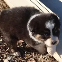 AKC Blue eyes Champion Line, a male Australian Shepherd for sale in Murfreesboro, TN – Photo 3 of 4