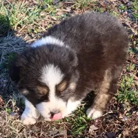 AKC Blue eyes Champion Line, a male Australian Shepherd for sale in Murfreesboro, TN – Photo 4 of 4