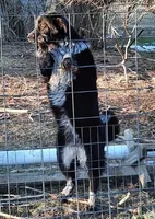 AKDA Karakachan, a female Karakachan for sale in Murfreesboro, TN – Photo 1 of 2