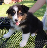 AKC Blue eye Champion Line, a female Australian Shepherd for sale in Murfreesboro, TN – 2 of 2