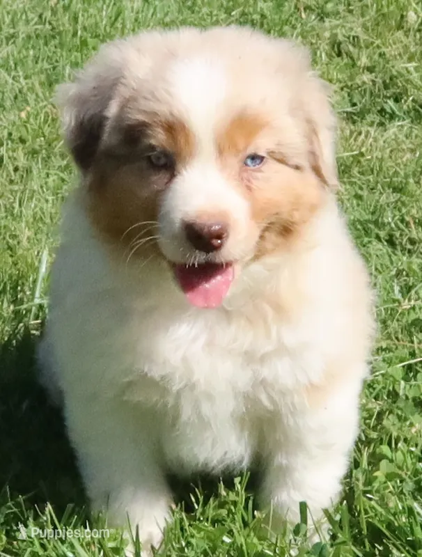 AKC Blue eyes Champion Line – Australian Shepherd puppy for sale in Murfreesboro, TN