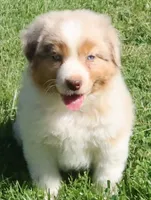 AKC Blue eyes Champion Line, a male Australian Shepherd for sale in Murfreesboro, TN – 1 of 5