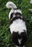 AKDA Karakachan, a male Karakachan for sale in Murfreesboro, TN – 4 of 4