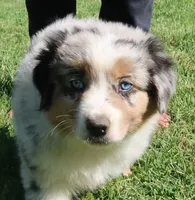 AKC Blue eyes Champion Line, a male Australian Shepherd for sale in Murfreesboro, TN – 3 of 3