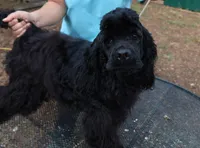 AKC Black, a male Cocker Spaniel for sale in Murfreesboro, TN – Photo 5 of 5