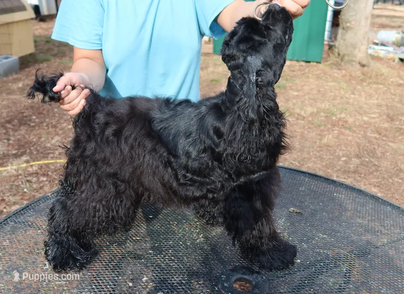 AKC Black, a male Cocker Spaniel for sale in Murfreesboro, TN – Photo 1 of 5