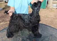 AKC Black, a male Cocker Spaniel for sale in Murfreesboro, TN – Photo 1 of 5