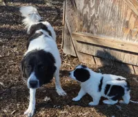 AKDA Karakachan, a male Karakachan for sale in Murfreesboro, TN – Photo 5 of 5