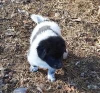 AKDA Karakachan, a male Karakachan for sale in Murfreesboro, TN – Photo 2 of 5