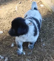 AKDA Karakachan, a male Karakachan for sale in Murfreesboro, TN – Photo 1 of 5