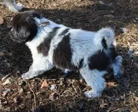 AKDA Karakachan, a male Karakachan for sale in Murfreesboro, TN – Photo 3 of 5