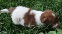 AKDA Karakachan, a male Karakachan for sale in Murfreesboro, TN – 4 of 5