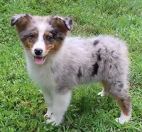 AKC  Champion Line, a female Australian Shepherd for sale in Murfreesboro, TN – 1 of 3