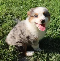 AKC Blue eyes Champion Line, a female Australian Shepherd for sale in Murfreesboro, TN – 3 of 3