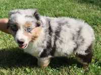 AKC Blue eyes Champion Line, a male Australian Shepherd for sale in Murfreesboro, TN – 3 of 5
