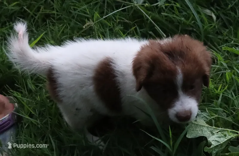AKDA Karakachan – Karakachan puppy for sale in Murfreesboro, TN