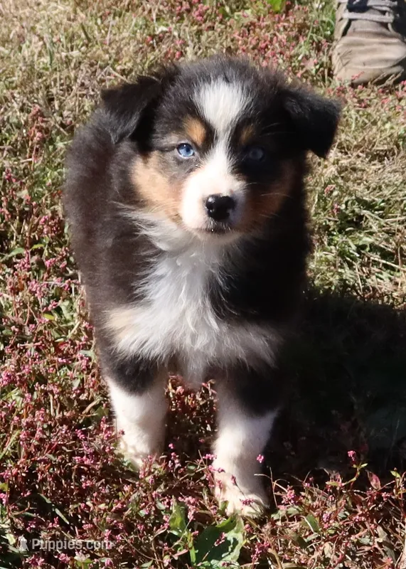 AKC Blue eyes