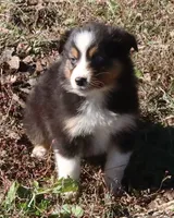 AKC Blue eyes, a female Australian Shepherd for sale in Murfreesboro, TN – Photo 2 of 6