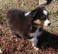 AKC Blue eyes, a female Australian Shepherd for sale in Murfreesboro, TN – Photo 4 of 6