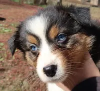 AKC Blue eyes, a female Australian Shepherd for sale in Murfreesboro, TN – Photo 3 of 6