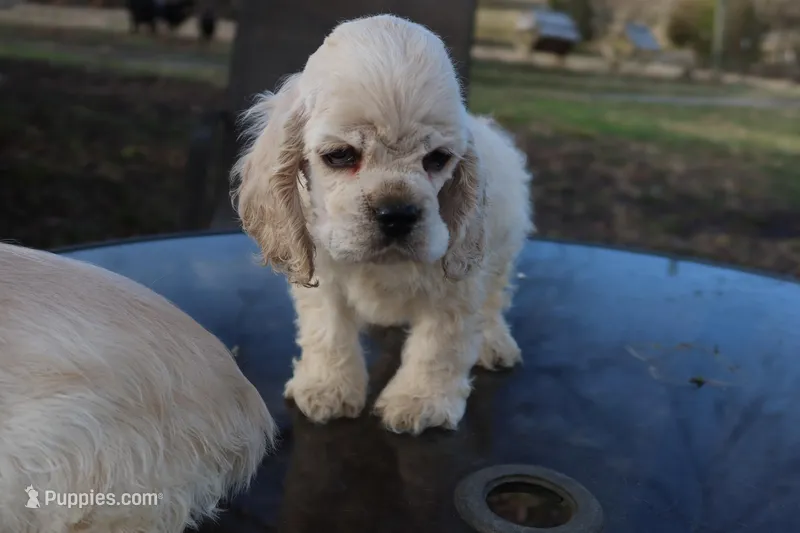 AKC Buff 5, a male Cocker Spaniel for sale in Murfreesboro, TN – Photo 1 of 3